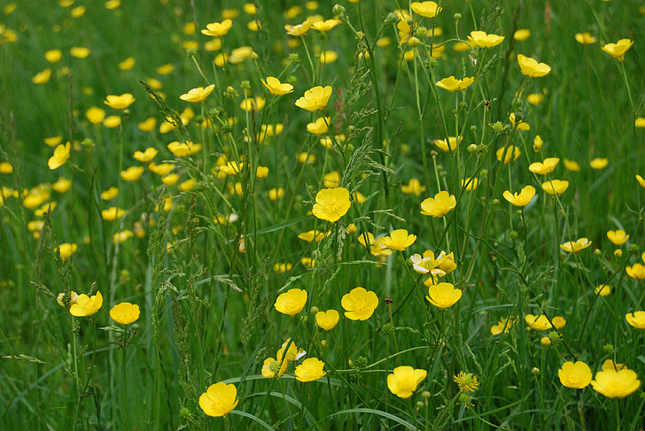 buttercup, ranunculus, meadow, yellow, wild