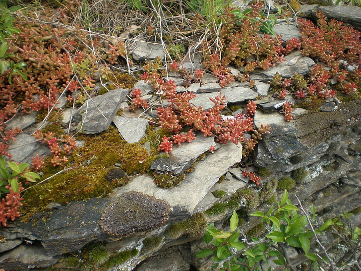 slate, layer, rock, bemoost, plant, nature, autumn