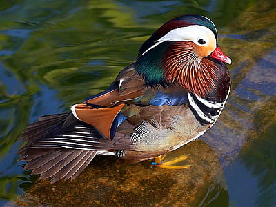 mandarin duck, male, bird, wildlife, water fowl, plumage, close up