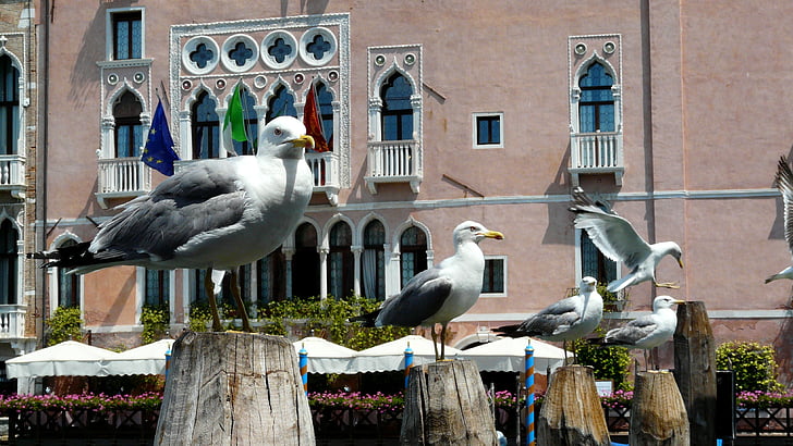 Tháng sáu, mùa hè, ý, chim mòng biển, Venice, con chim, xây dựng
