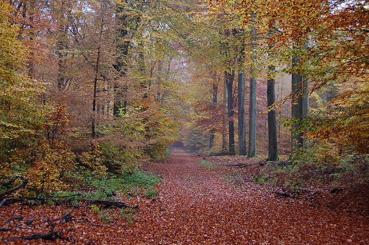 Осінь, ліс, кольору осені, Природа, дерево, лист, сезон