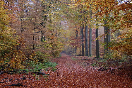 Есен, гора, есента цветове, природата, дърво, листа, сезон