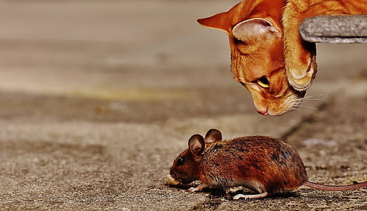 мышь, Лесная мышь, кошка, скрывается, грызун, млекопитающее, Природа