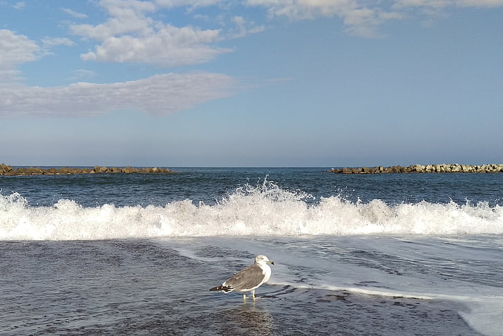 vague, plage, mer, Sea gull, Mouette, mer du Japon, animal sauvage