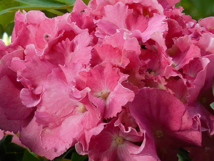 Hydrangea, Bloom, kukka, Blossom, Luonto, kasvi, kukka