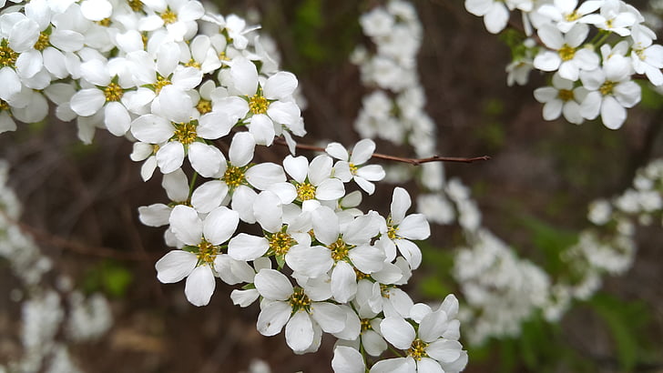spring, flowers, white flowers, white flower, field, nature