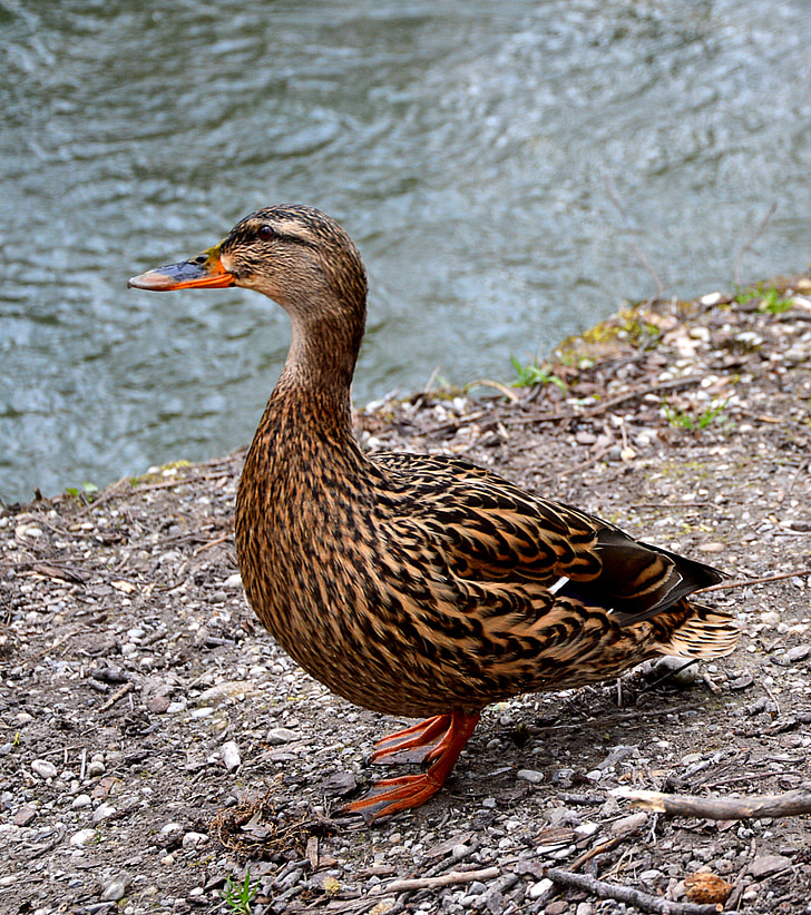 Duck, vann fugl, natur