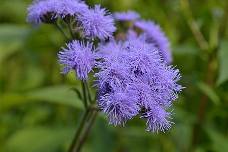 flower, purple, nature, floral, natural, plant, flora