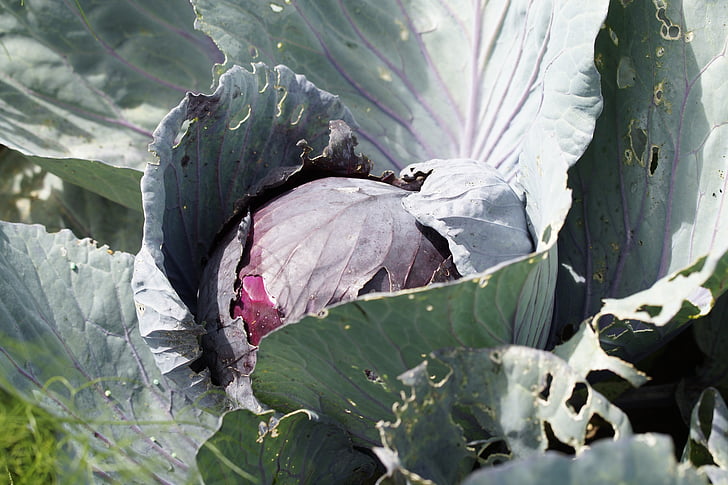 red cabbage, plant, vegetables, cultivation, grow, food, healthy