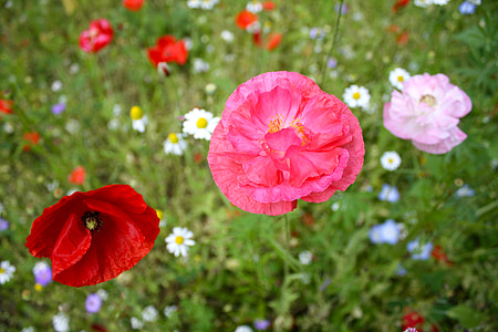 poppy, flower, spring, floral, natural, field, blossom