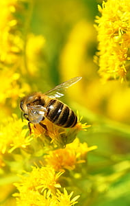 abeja, macro, verano