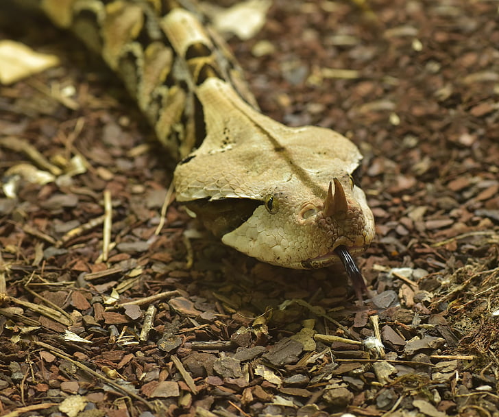 Gabons viper, bitis gabonica, slange, giftig, Reptile, farlig, giftigste slange