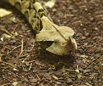 víbora de Gabón, Bitis gabonica, serpiente, tóxicos, reptil, peligrosos, serpiente venenosa