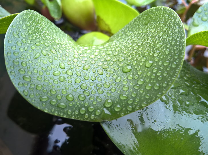 leaf duckweed, hyacinth, my home, leaf, drop, green color, water
