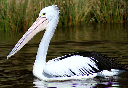 bird, feathers, river, water, pelican, wildlife, nature