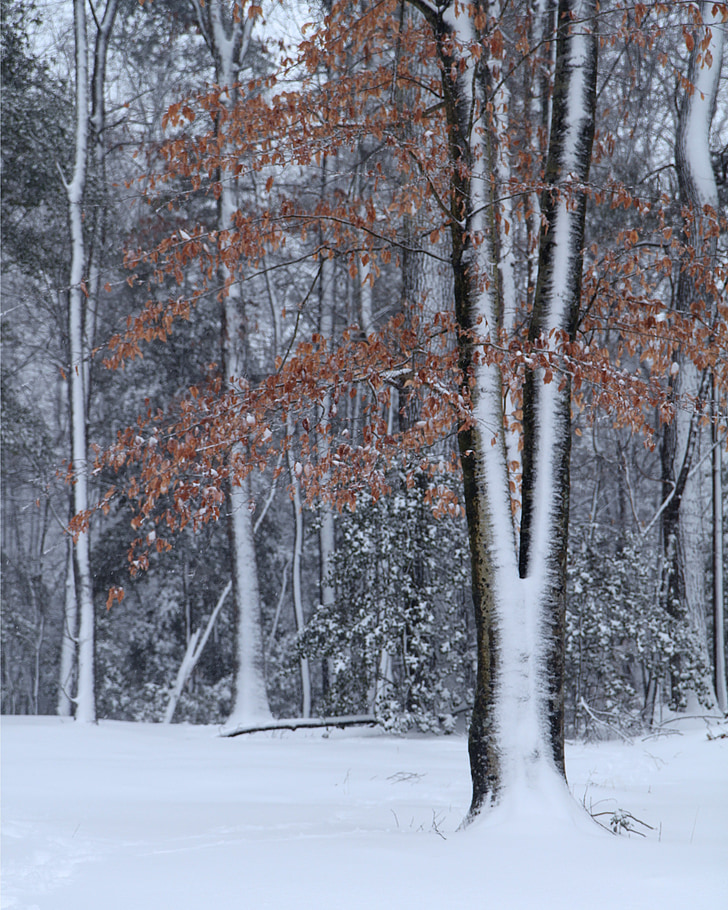 дървета, зимни, студено, сняг, зимата дървета, пейзаж, гора