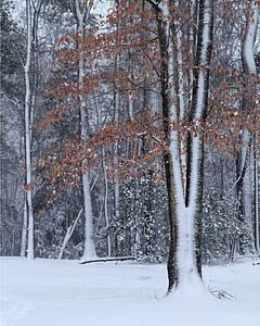 stromy, zimné, za studena, sneh, Winter stromov, Príroda, Forest