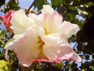hibiscus, white, blossom, flower