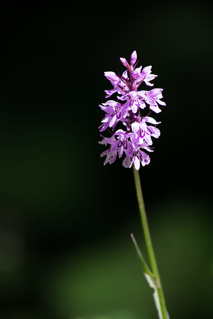 heath spotted orchid, orchid, patch fingerwurz, flower, blossom, bloom, pink