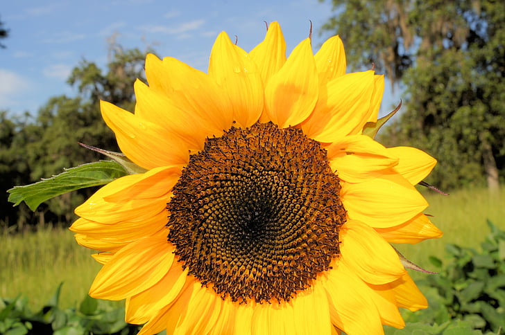 sunflower, yellow, sky, flower, nature, summer, plant