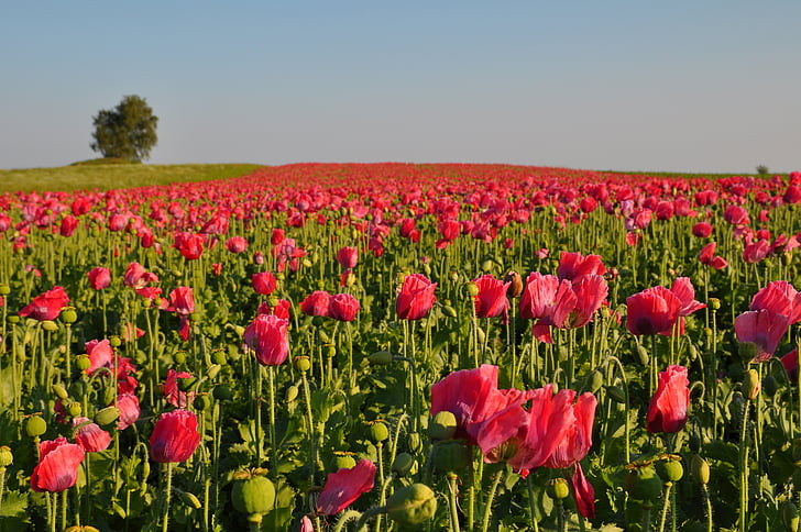 papavero, mohnfeld fiorente, natura, tulipano, fiore, campo, estate