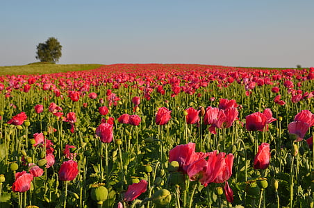 Poppy, mohnfeld berkembang, alam, Tulip, bunga, bidang, musim panas