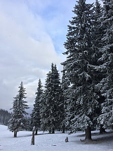 landskap, vinter, snö, Sky, Mountain, naturen, träd