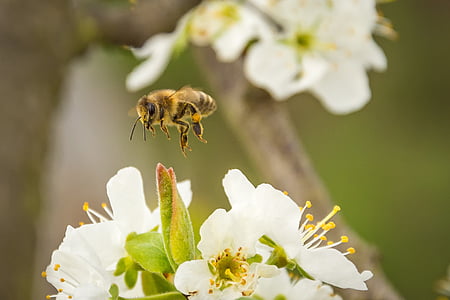 bee, honey bee, blossom, bloom, insect, apis, animal