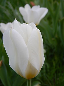 tulipanes, Blanco, flores, jardín, decoración