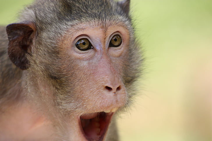 el mico, animal, zoològic, la sorpresa, sorpresa, a la subhasta, els ulls