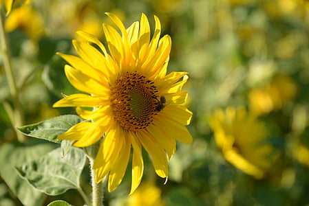 Sun flower, Natura, Latem, kwiaty, kwiat, Bloom, żółty