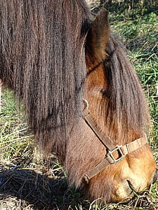 Islanďania, konské hlavy, Pony