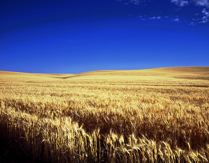 Kansas, azienda agricola, scenico, cielo, nuvole, grano, terreno agricolo