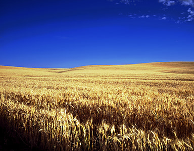 kansas, farm, scenic, sky, clouds, wheat, farmland
