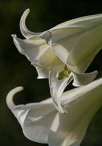 lírio de Formosa, Lilium formosanum, lírio, flor, flor, Branco, jardim