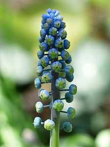 muscari, bud, hyacinth, common grape hyacinth, blossom, bloom, flower