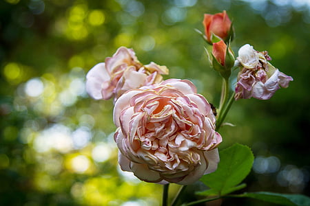 τριαντάφυλλο, άνθιση, άνθος, λουλούδι, φυτό, ροζ, Κήπος