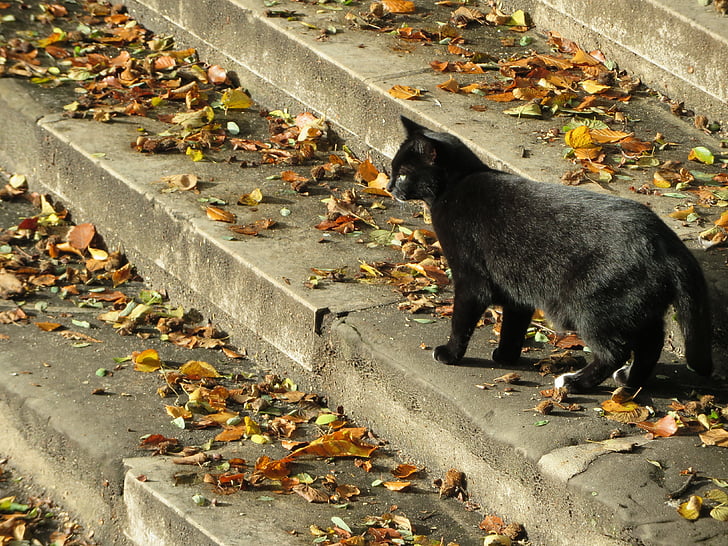 čierna mačka, mačka, pasca, listy, jeseň