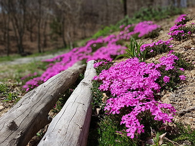 tavaszi virágok, padló hiba fujiyoshida tüzet fesztivál, virág, fű, a Koreai Köztársaság, Jeonju, tavaszi, rózsaszín virág