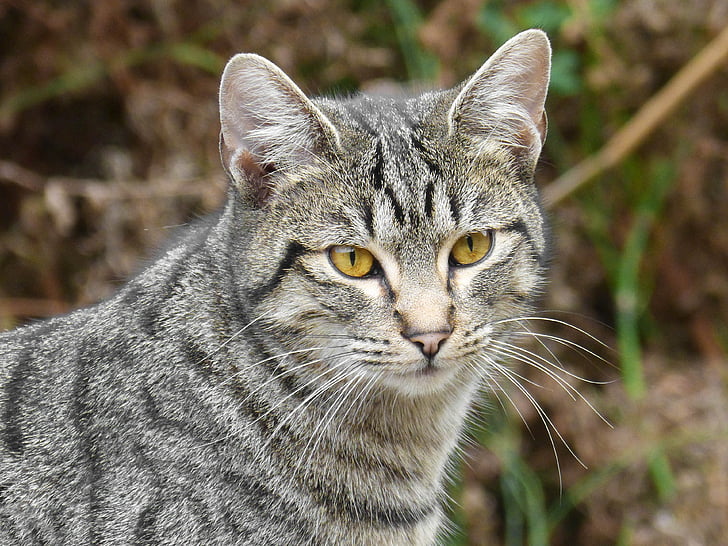 kat, Housecat, groene ogen, Brindle, één dier, dierlijke thema 's, binnenlandse kat