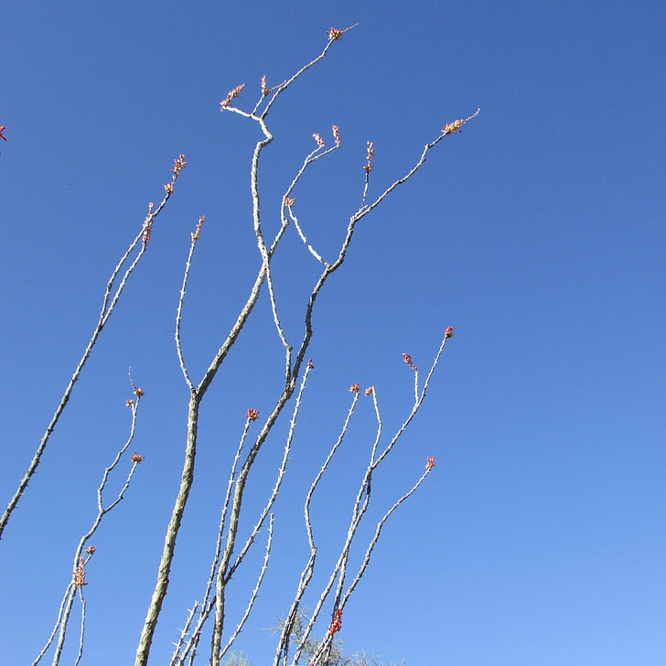 Fouquieria splendens, flor, Ocotillo, fouqueria, deserto, céu
