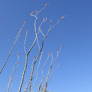 fouquieria splendens, 꽃, ocotillo, fouqueria, 사막, 스카이