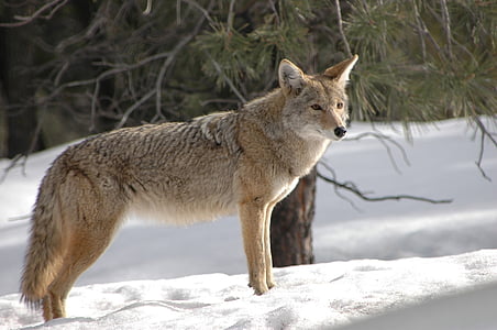 coyote, wildlife, nature, snow, predator, wilderness, wild