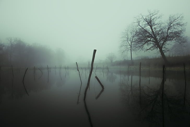 fogy, ден, езеро, снимка, мъгла, мъгливо, природата