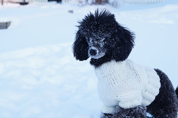 dog, poodle, snow, sweater, pet, animal, breed