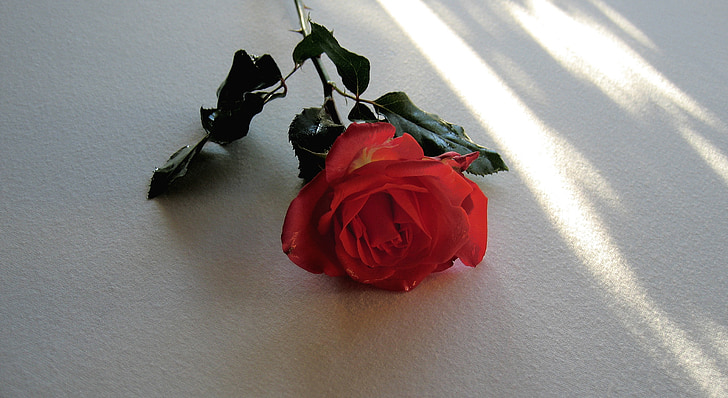 Троянда, червоний, цвітіння, цвітіння, квітка, білий, світло