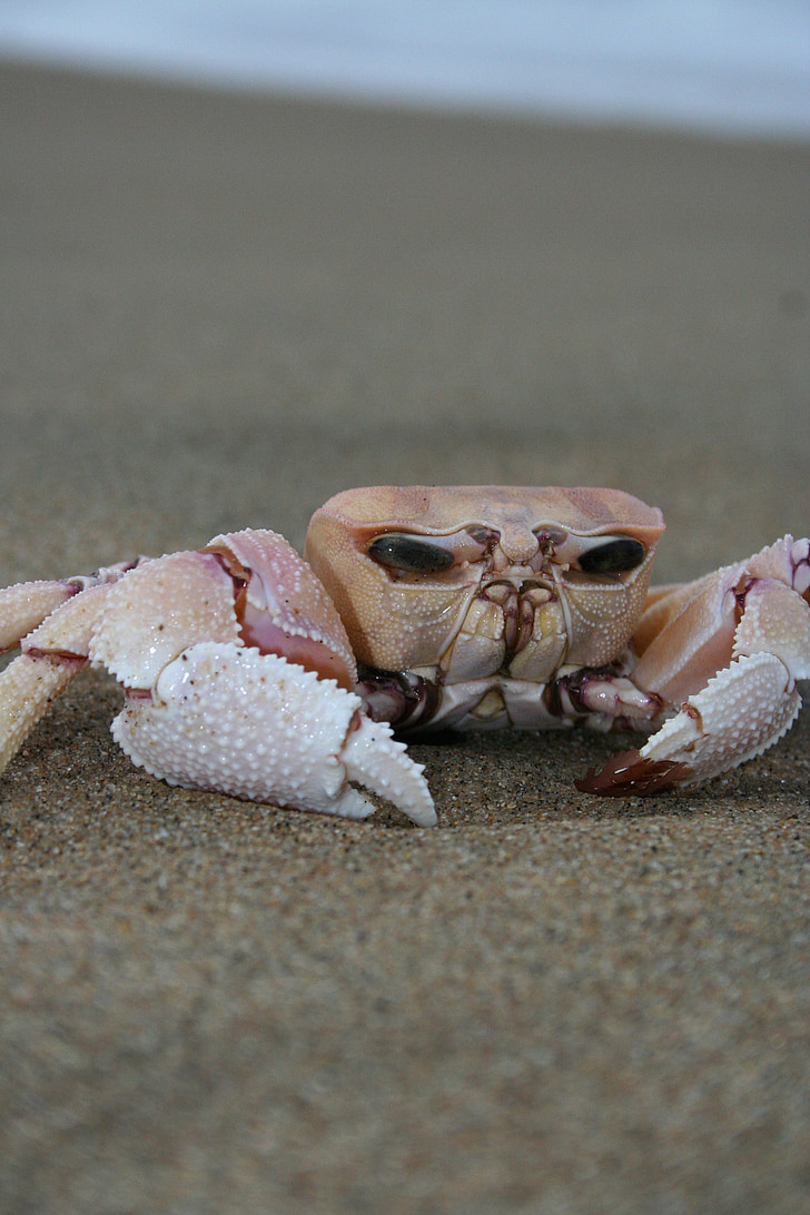 crabe, sable, plage, océan, crustacé, Marine, griffe