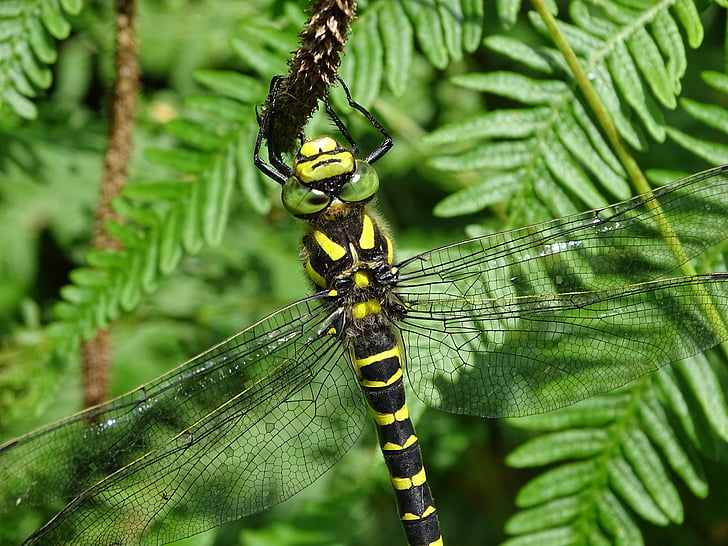 Libélula de ouro-anéis, Libélula, inseto, Odonata, cor verde, Aranha, close-up