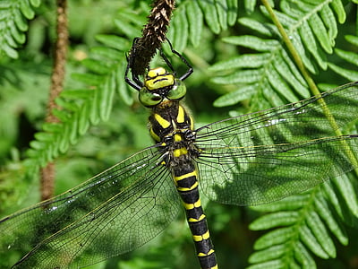 golden-ringed dragonfly, dragonfly, insect, odonata, green color, spider, close-up