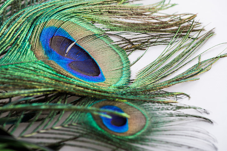 Peacock feather, Peacock, veer, vogel, groen, natuur, kleurrijke